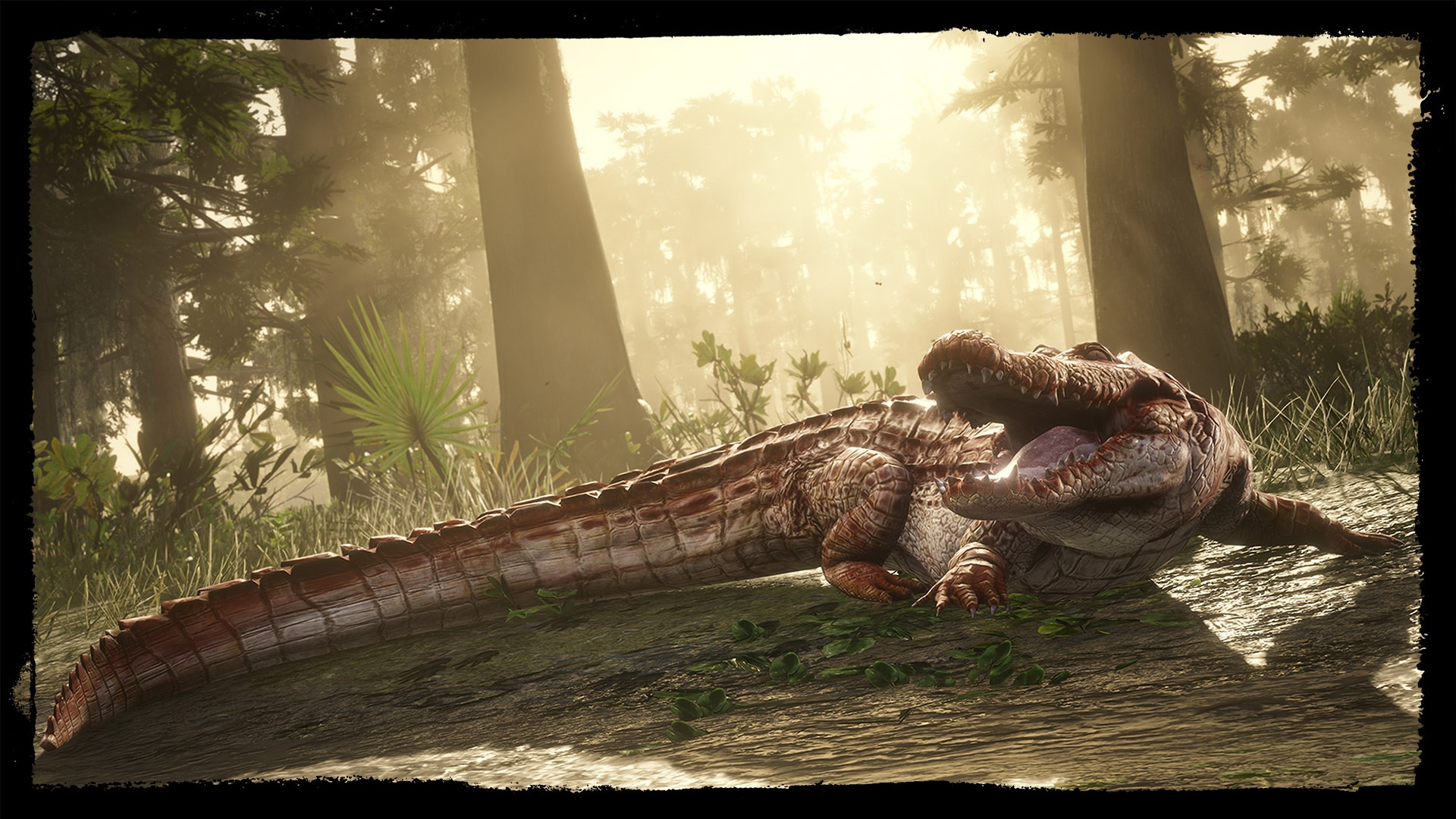 alligator à bandes légendaire