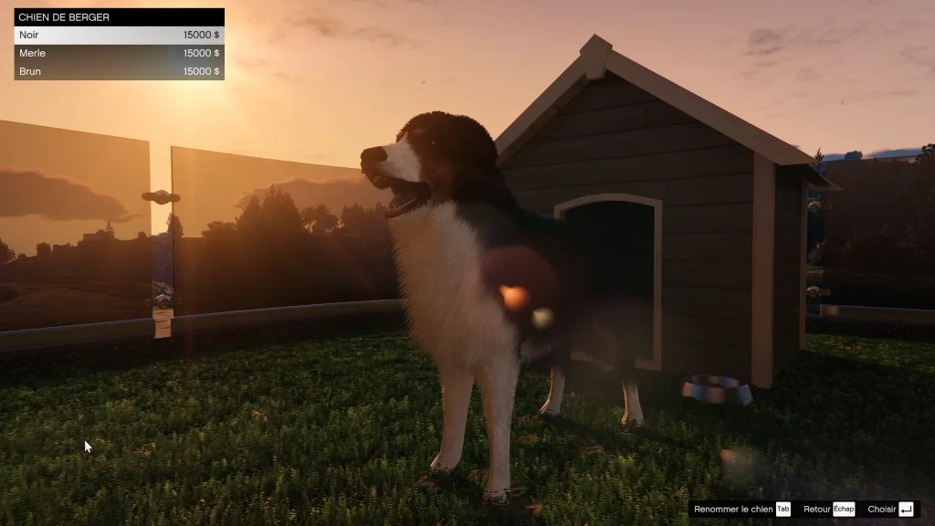 Chien de berger Une planque au sommet