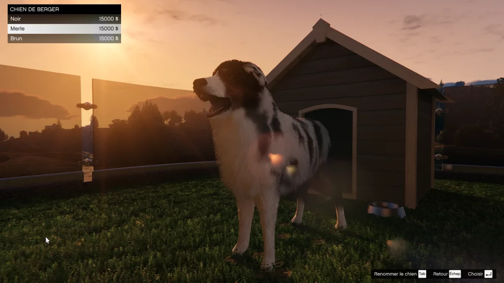 Chien de berger Une planque au sommet