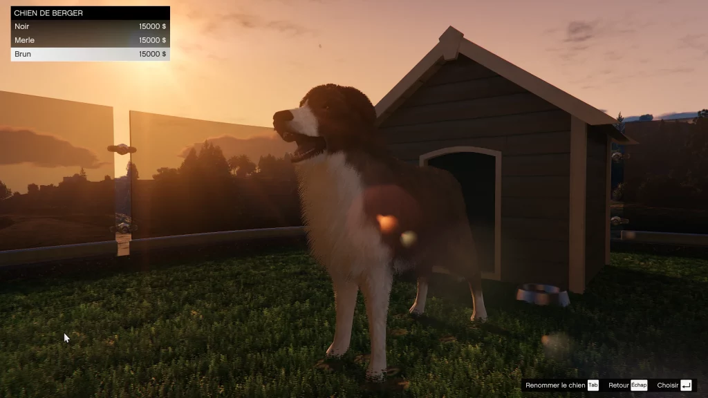 Chien de berger Une planque au sommet